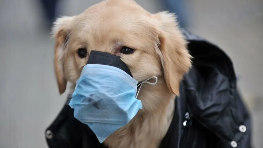Щенок в маске медицинской. Эпидемия собак. Животное в медицинской маске. Эпидемия собак. Животные в медицинских масках.