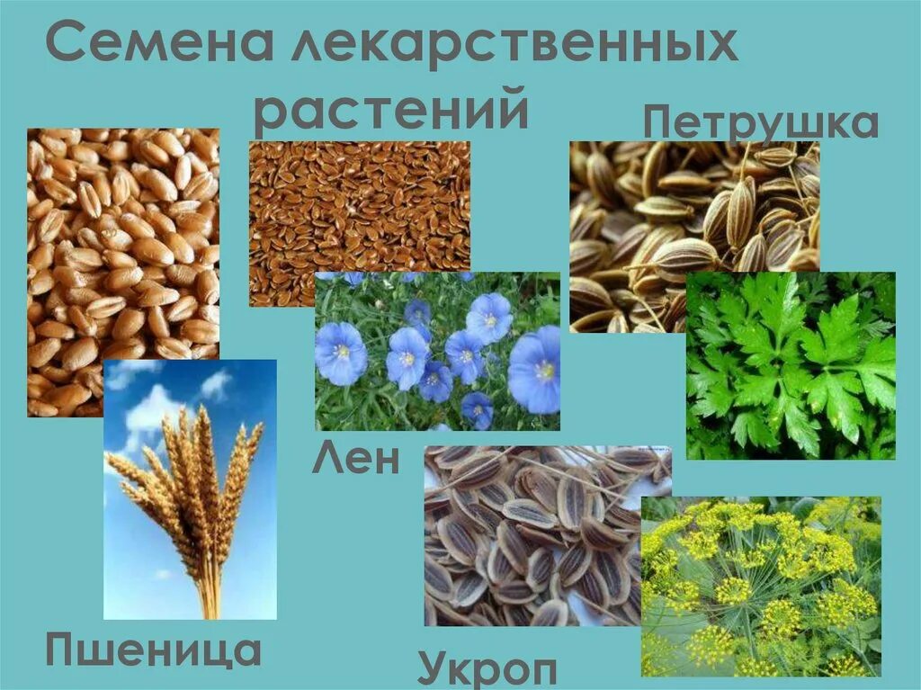 Выберите растения семена которых используют. Семена растений с названиями. Семена лекарственных растений. Семена в хозяйственной деятельности человека. Растения в хозяйственной деятельности.