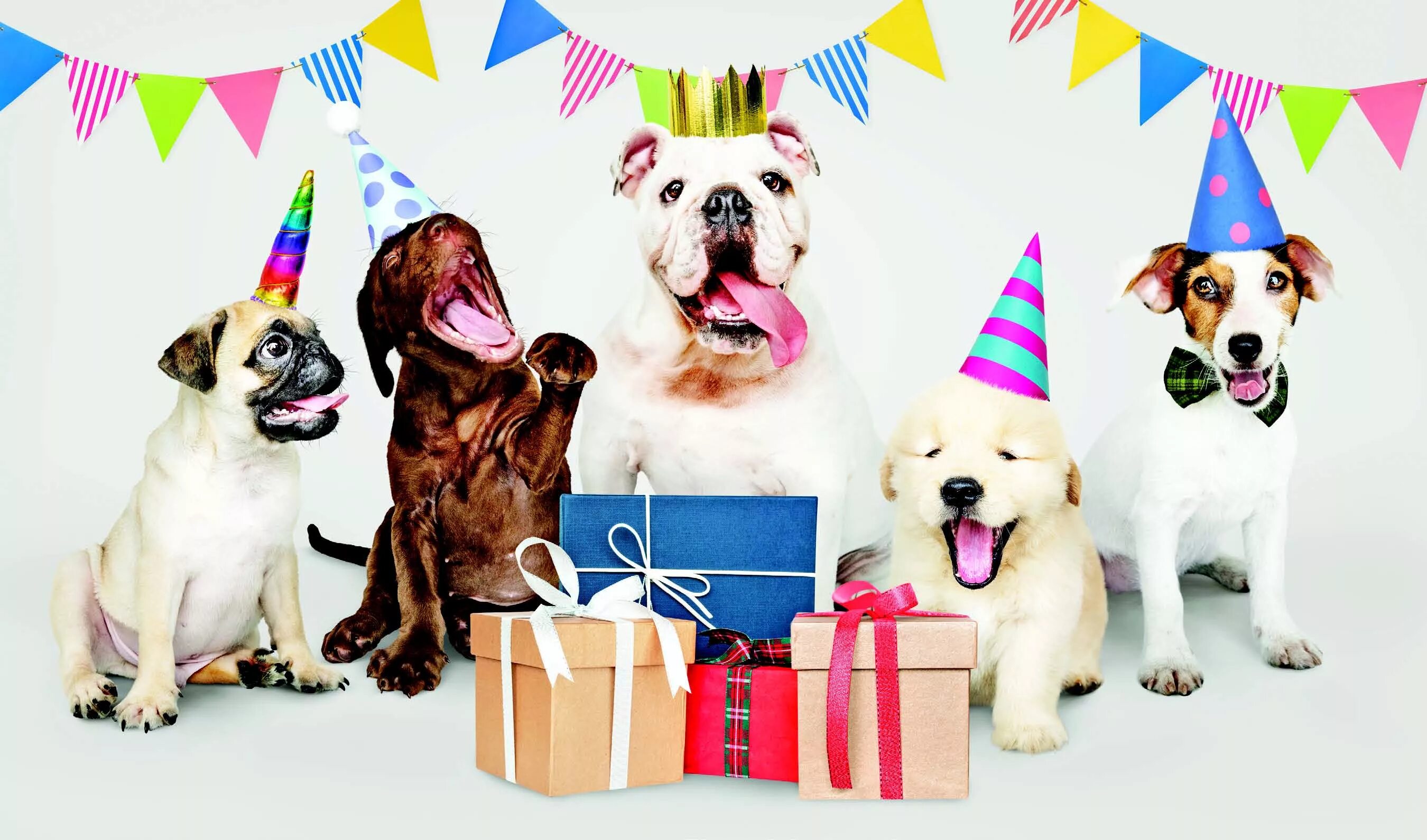 День рождения собаки. Вечеринка собак. Собака с праздником. Праздничная собака. Petting party