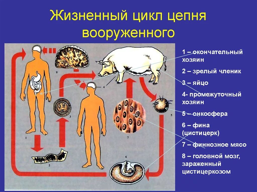 Какая стадия свиного цепня разовьется в человеке. Вооруженный цепень промежуточный хозяин. Свиной цепень промежуточный хозяин. Свиной вооруженный цепень цикл. Свиной цепень жизненный цикл хозяева.