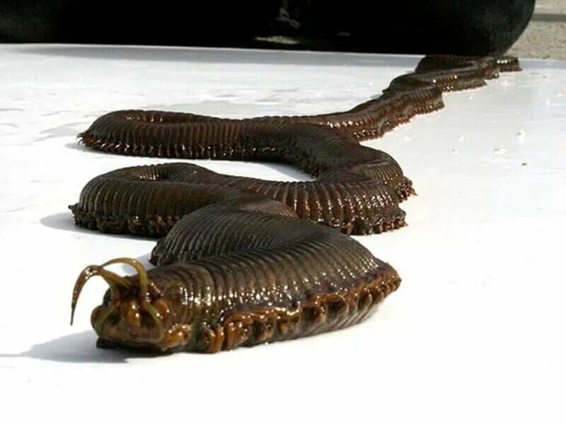 Самой большой червь. Морской червь Eunice aphroditois. Эунице Афродита червь Боббита. Австралийский червь Боббита. Австралийский пурпурный кольчатый червь.