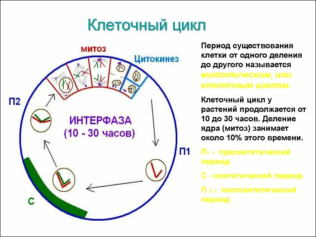 Фазы клеточного цикла ЕГЭ. Жизненный цикл клетки митоз схема. Фазы клеточного цикла схема. Последовательность стадий жизненного цикла клетки. Фаза подготовки клетки к делению