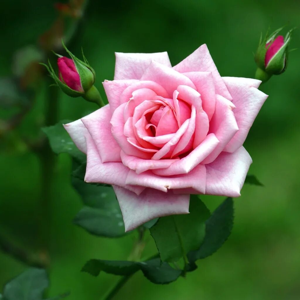 Roses forums