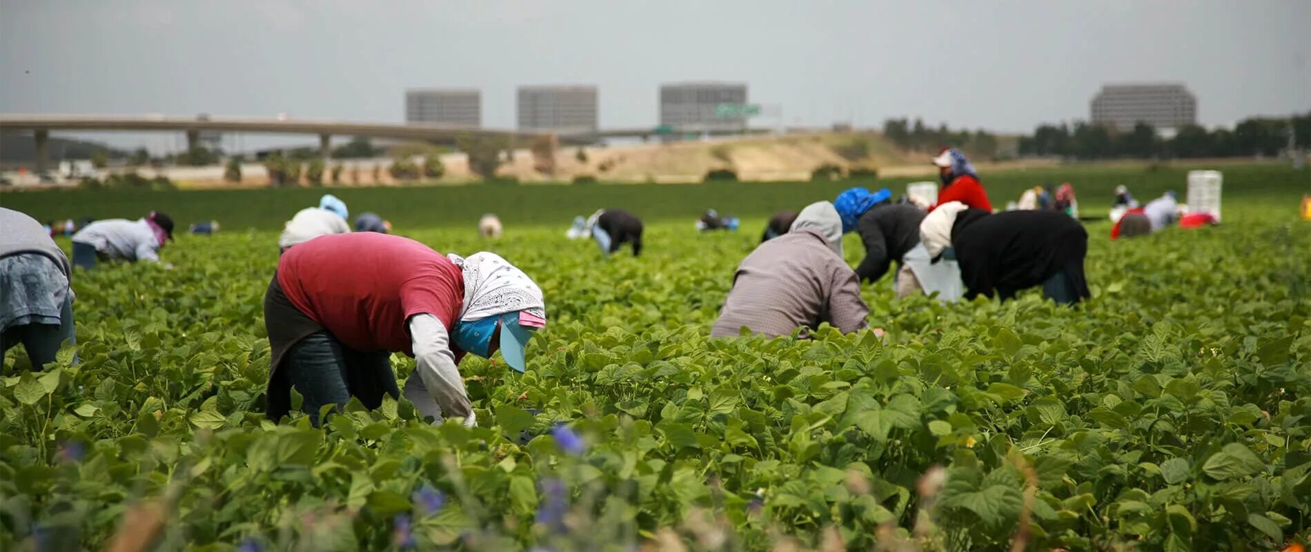 Сезонные работники. Виды сезонных работ. Женщины на уборке винограда. Работники на сезонную работу. Сезонность в сельском хозяйстве.