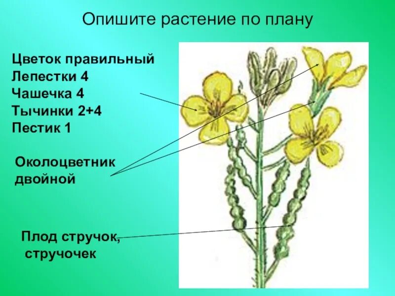 Строение редьки дикой рисунок. Редька Дикая семейство крестоцветные. Строение крестоцветных редька Дикая. Строение крестоцветных редька. Цветок крестоцветных биология.