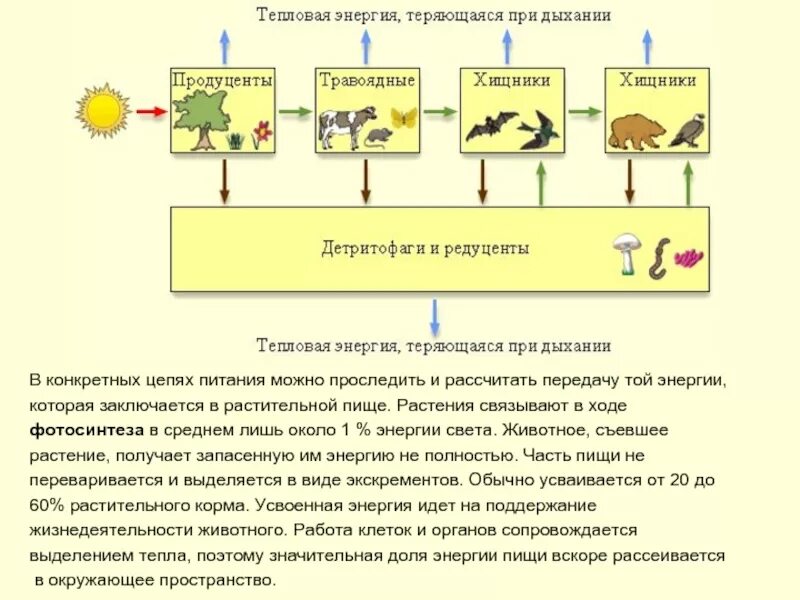 Потеря энергии в цепи питания. Пищевая энергия в квартире схема. Перенос энергии в пищевых цепях. Поток энергии и пищевые цепи