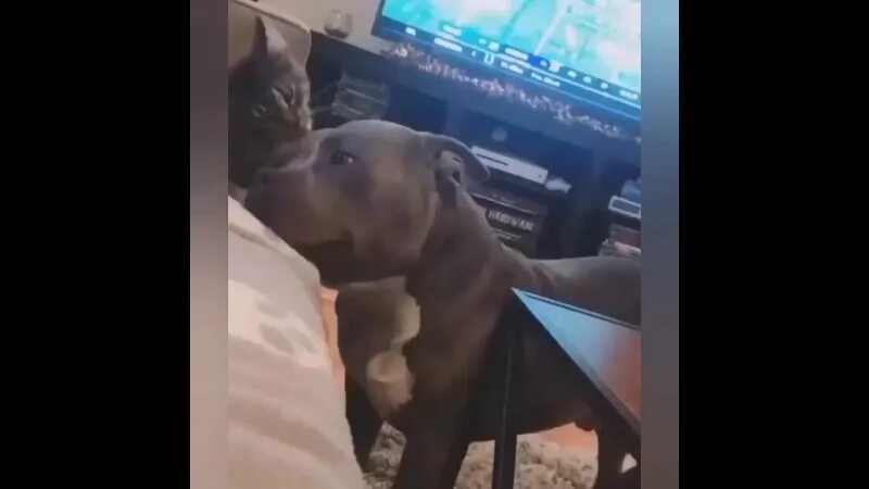 анастасия с собакой в перископе. собачка лижет в перископе. чихуахуа облизывает. собака лижет в перископе. отлизала собака в перископе.