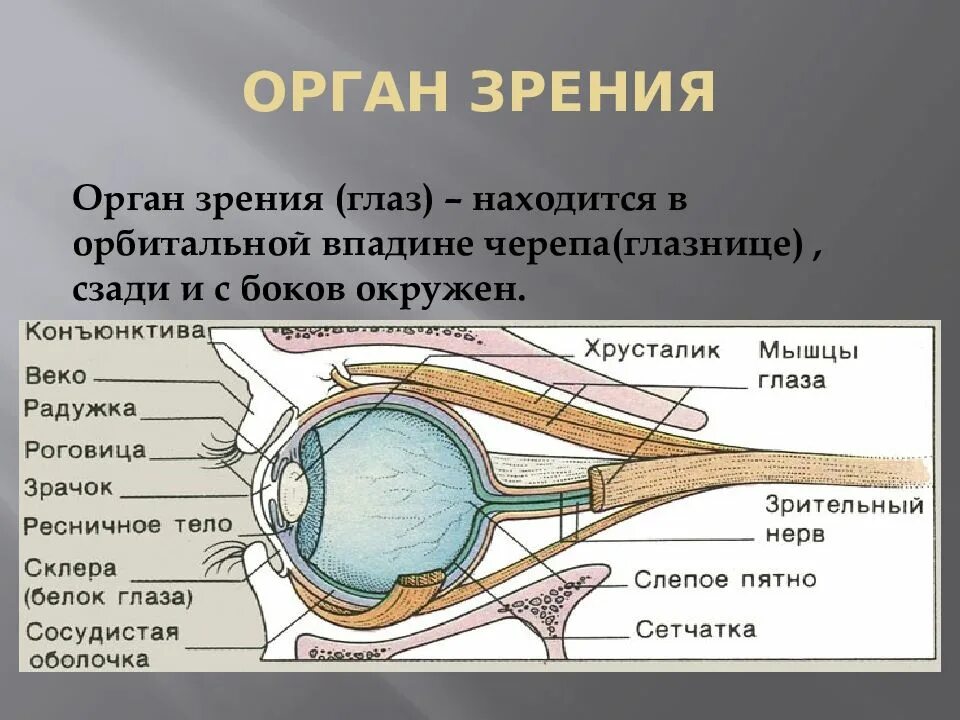 Где находится орган зрения. Где находится орган зрения
