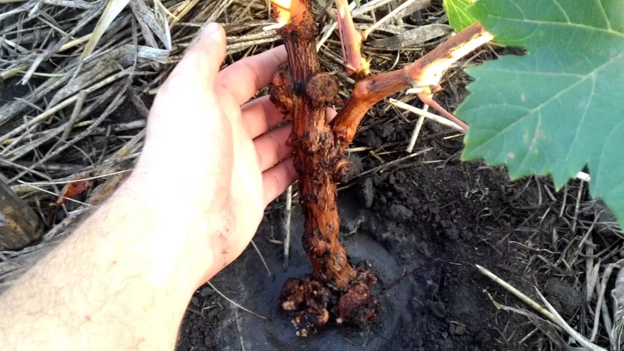 Корень винограда декор. Коряга из виноградной лозы для аквариума. Корень виноградной лозы. Корень виноградной лозы. Коряги в саду декор для сада.
