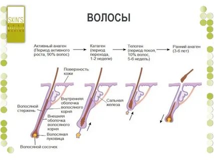 Катаген