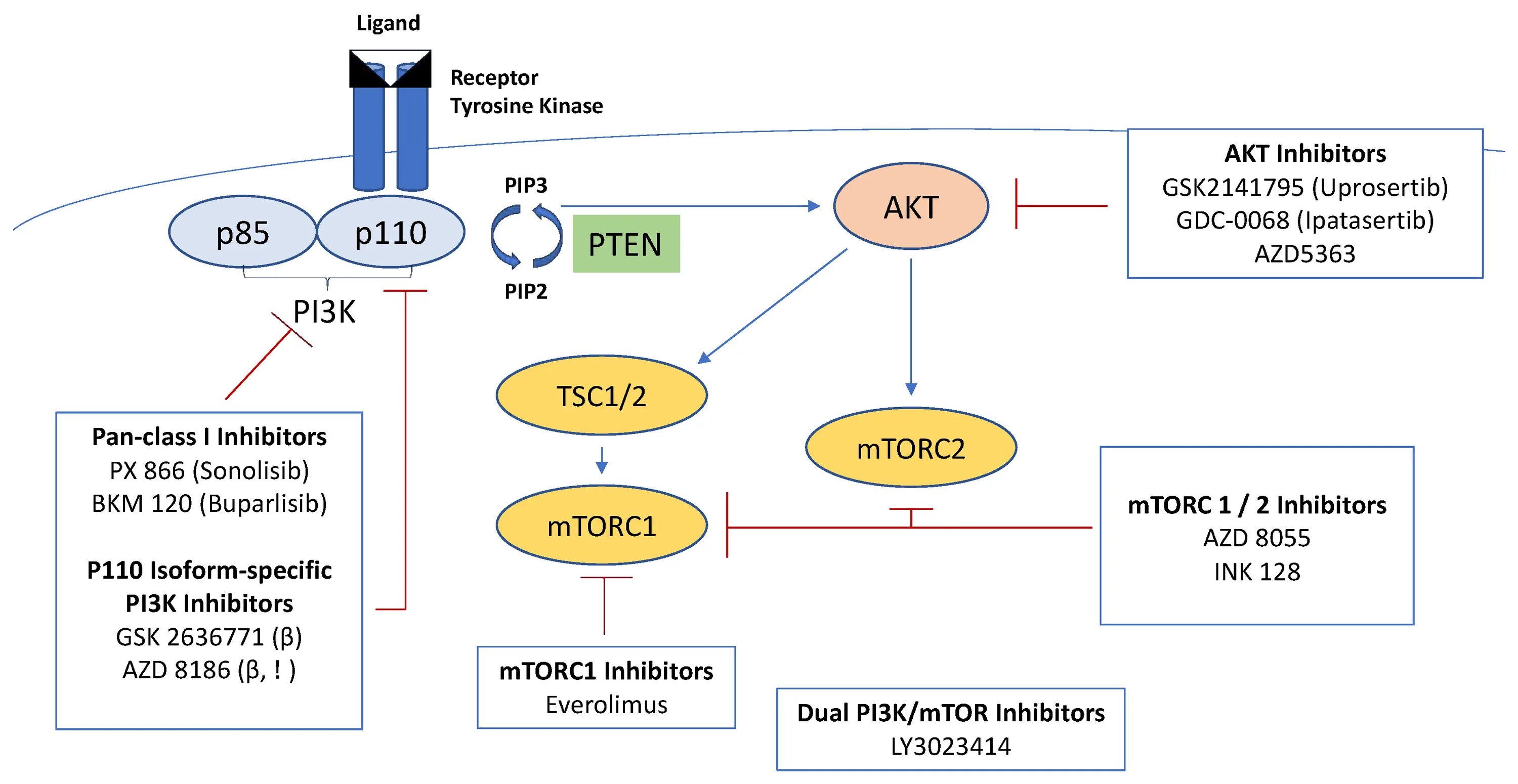 Akt pi3k Pathway. Pi3k/Akt. Эхос акт 3 рисунок. Методичка Эхоса. 3.3 k