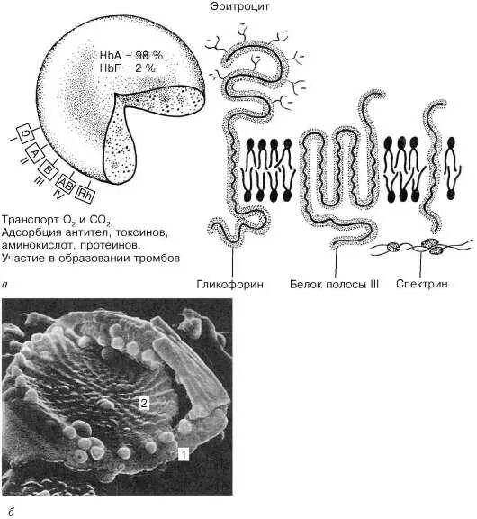 Плазмолемма эритроцита. Схема строения эритроцита. Строение цитоскелета эритроцитов. Схема строения плазмолеммы и цитоскелета эритроцита. Строение мембраны эритроцита.