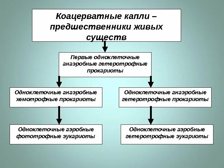 Появление первичных организмов. Коацерватные капли предшественники живых существ. Анаэробные гетеротрофные прокариоты. Анаэробные гетеротрофные одноклеточные прокариоты. Одноклеточные доядерные анаэробы.