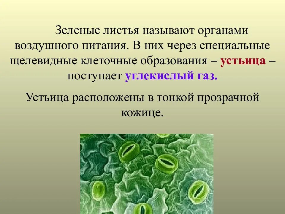 Почему лист называется листом. Лист орган воздушного питания. почему лист зеленых растений называют органом воздушного питания. лист орган воздушного питания фотосинтез. зелёный лист орган воздушного питания растений.
