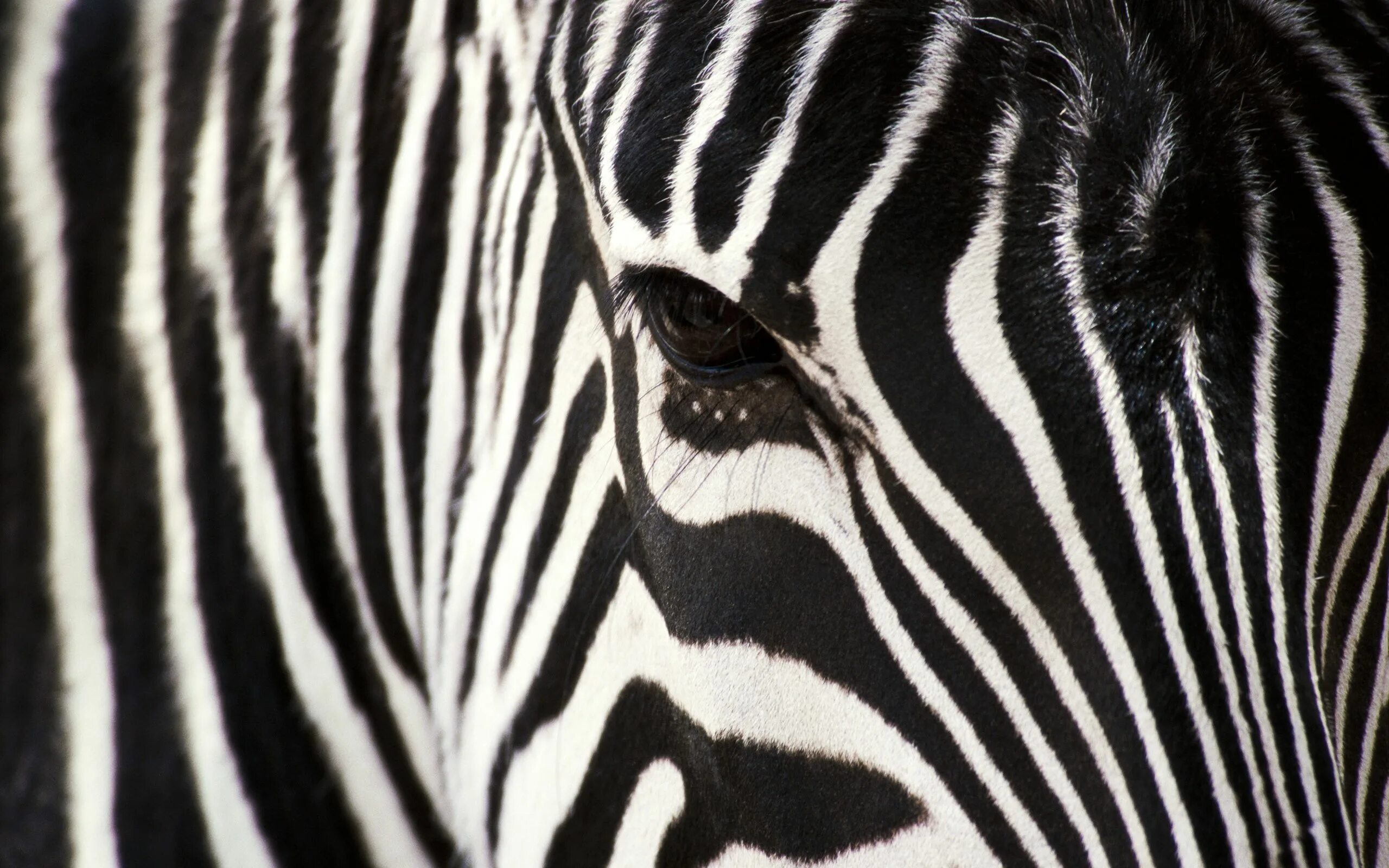 Zebra lanes. Одри 19210407 zebra. алекс зебра. зебры ареал. зебра фото.