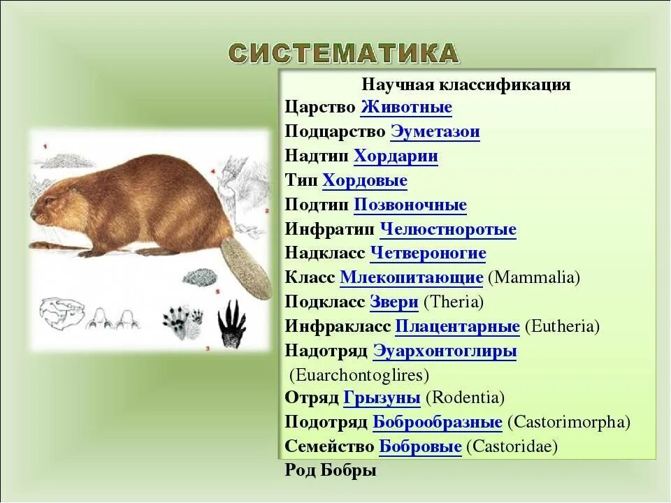 Биология 8 класс основные категории систематики животных. Систематика грызунов. Системататика животных. Классификация животных. Научная классификация кошек.