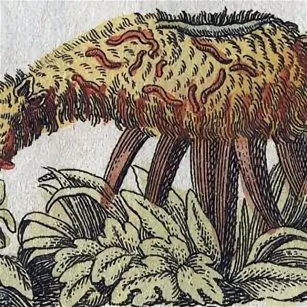 Тартарика. Cibotium Barometz. Баранец мифология. Баранец растение мифическое. Баранец существо.
