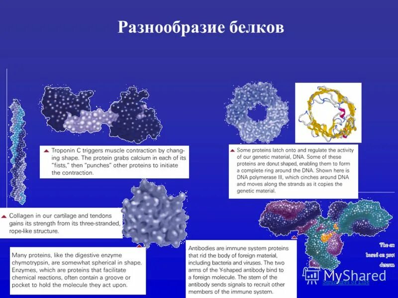 Многообразие белков. Белки разнообразие. Разнообразие белков в природе. Структурное и функциональное разнообразие белков. Разнообразие белков в живой природе.