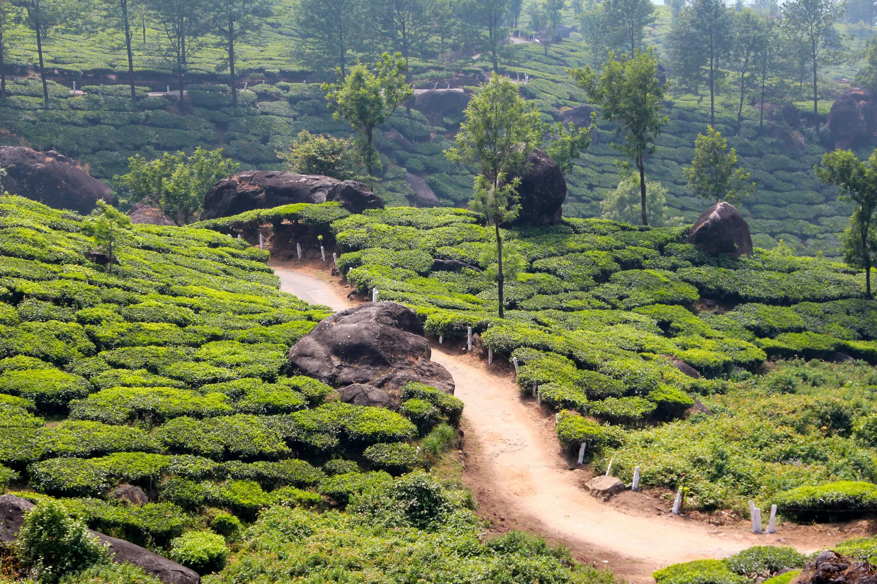 Чайная плантация Колуккумалай, Тамилнад. Тропические джунгли Индии. Растения тропического леса Индии. Шри Ланка чайные плантации.