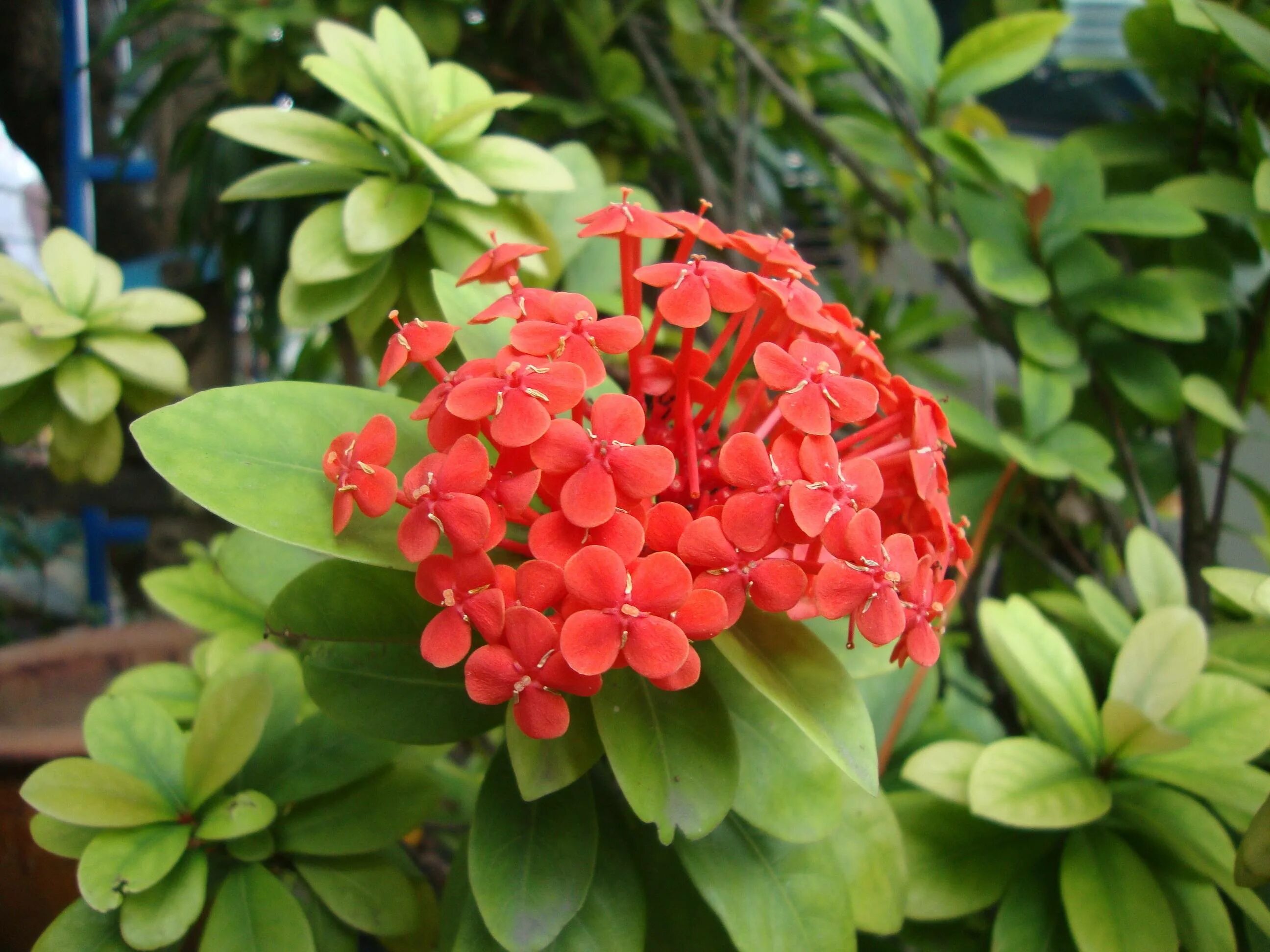 иксора ярко-красная семена. Ixora maui red (dwarf ixora and maui ixora). цвет иксора or-10. иксора javanica. иксора ор10 адилет.