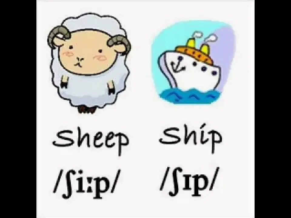 Sheep ship. Овца по английскому языку. Sheep on the ship английский. Овечка по английски карточка. Как по английски будет овца