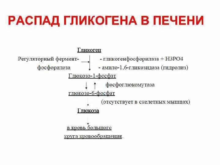 Расщепление гликогена в печени. Распад гликогена биохимия схема. Схема распада гликогена до Глюкозы в печени. Схема расщепления гликогена. Распад гликогена схема формулы.