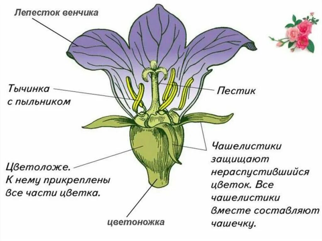 Строение растения в связи с условиями. Цветоложе цветоножка чашечка венчик. Чашелистики пестик тычинки венчик. Строение цветка схема венчик. Околоцветник чашечка и венчик.