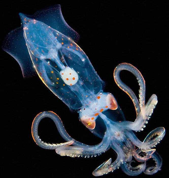 Глубоководные обитатели океана. Морские головоногие моллюски. Головоногие кальмары. Головоногих моллюсков кальмар. Биолюминесценция кальмар.