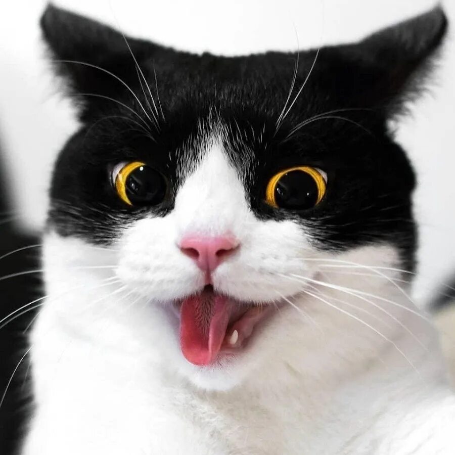 Коты из мемов видео. Кот мем. коты мемы. смешные морды кошек. удивленный кот.