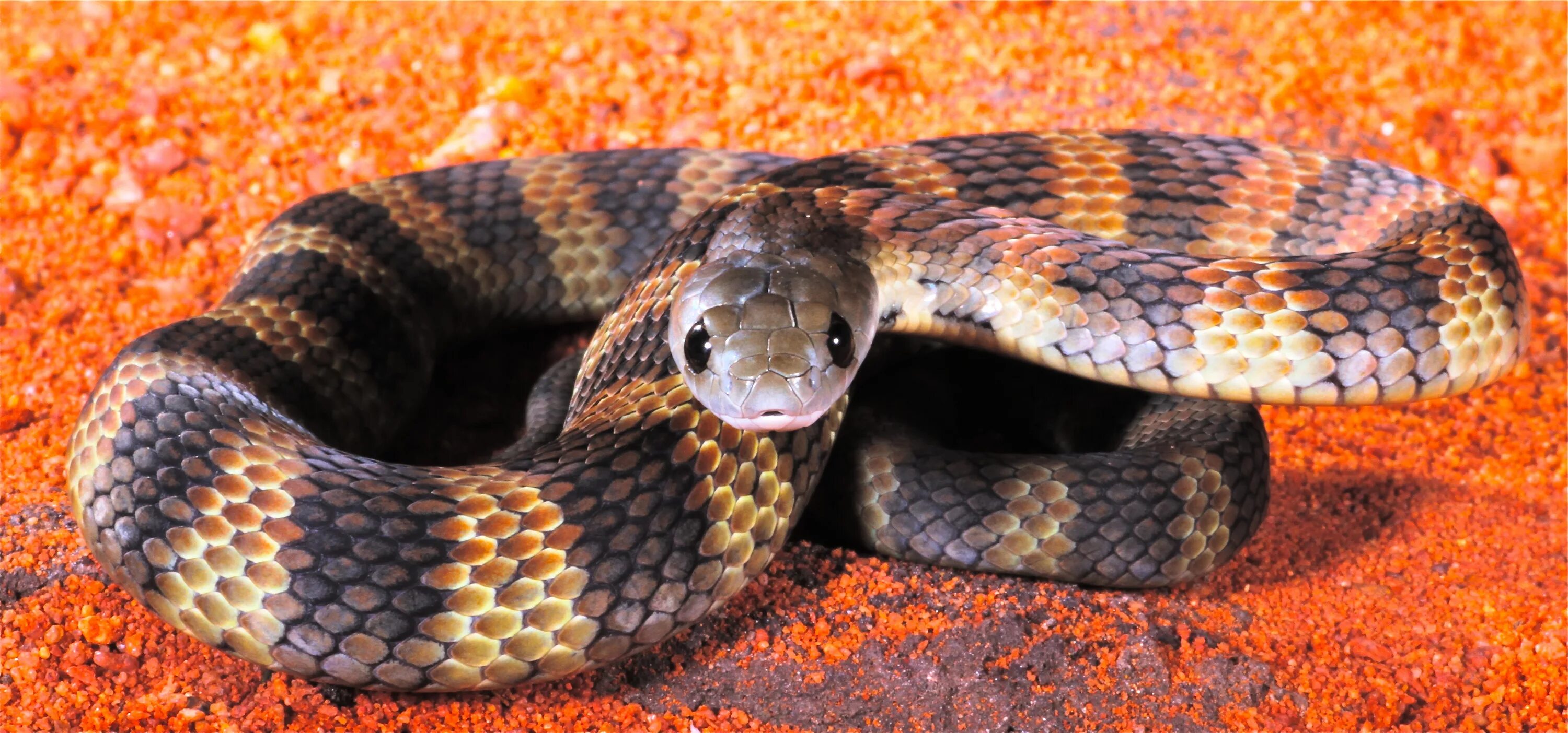 Тигровая змея Австралии. Тигровая змея (Notechis scutatus). Тигровый Тайпан. Тайпан Маккоя змея. Самые ядовитые змеи фото