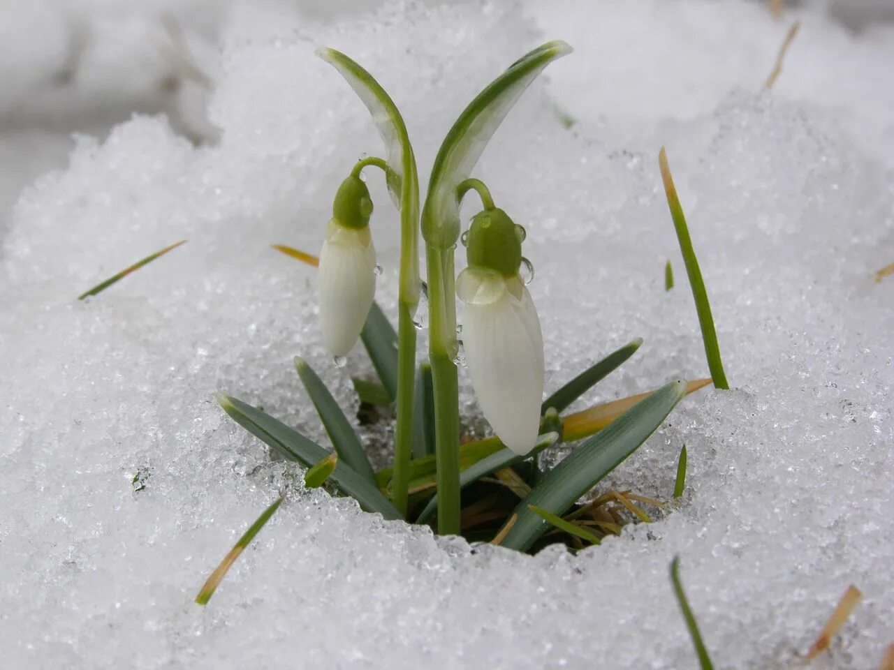 З 8 березня открытки. З 8 березням. Весенние фото. Березень березня. Березень березня.