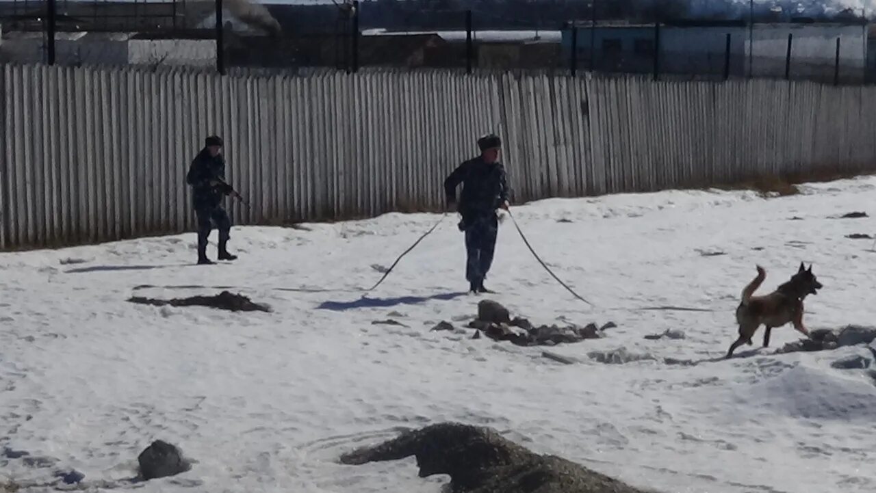 Кинологи ИК 3 Свердловская область. Контрольно следовая полоса. Контрольно следовая полоса в исправительных колониях. Кинологи в Краснотурьинске Свердловской области.