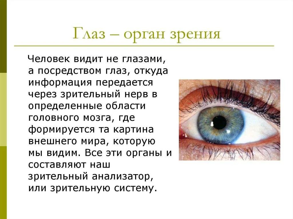 Доклад на тему глаза орган зрения 3 класс окружающий мир. Орган чувств зрение доклад. Сообщение о органе чувств зрение. Органы чувств глаза доклад.
