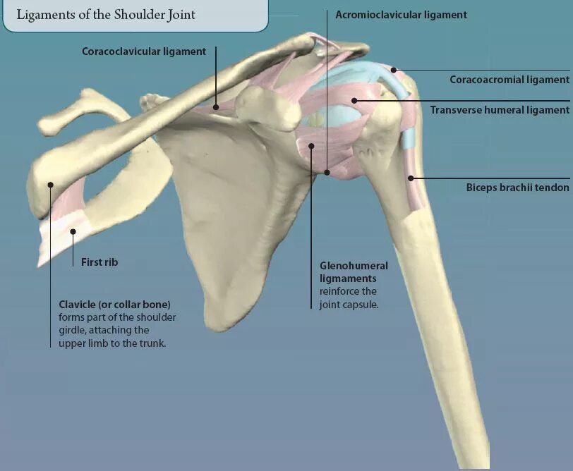 Гленоид плечевого сустава. Гленоида лопатки анатомия. Губа гленоида плечевого сустава. Фиброзно хрящевая губа гленоида лопатки.