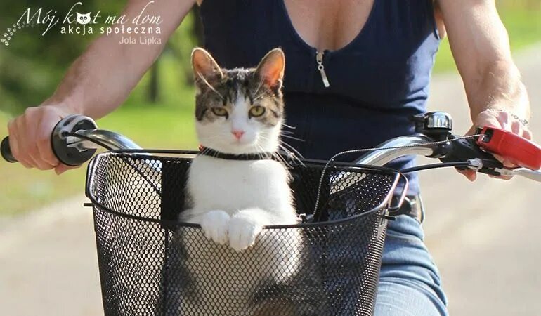 Кошка на велосипеде. Корзинка для кошки на велосипед. Котик в корзинке велосипеда. Кошка катается.