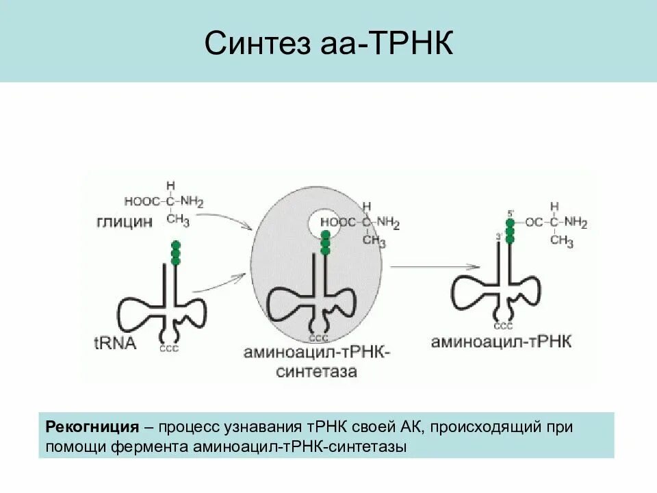 Синтез ТРНК. Синтез т РНК. ТРНК процесс. Синтез аминоацил-ТРНК.