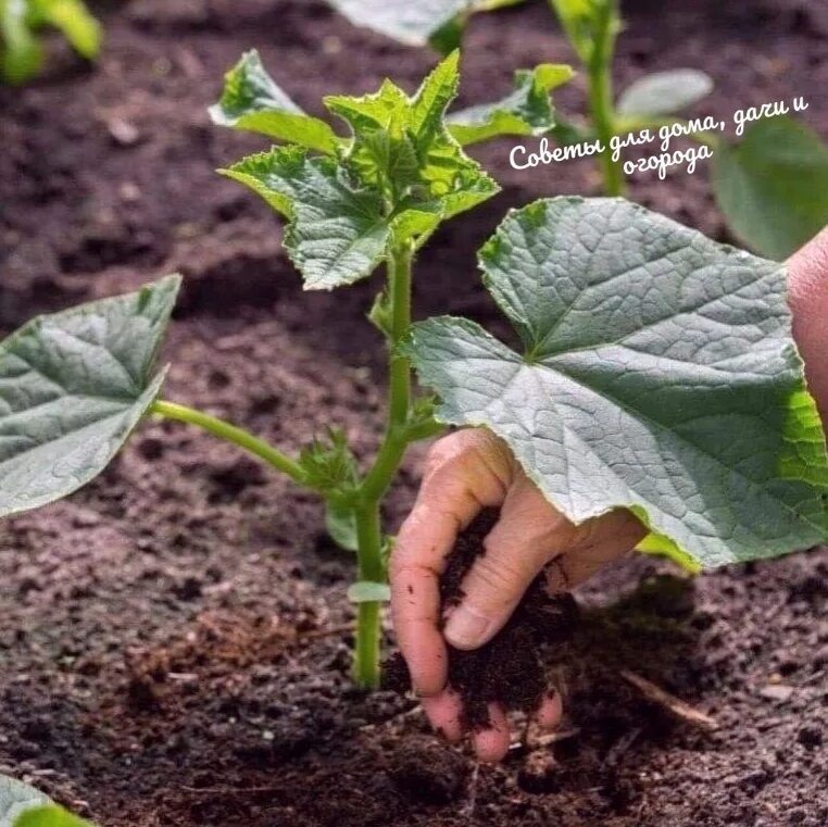 Чем поливают огурцы для урожая. Приспособление для сбора огурцов. Green harvest огурцы. Сбор огурца в теплице. Огурцы в открытом грунте для начинающих.