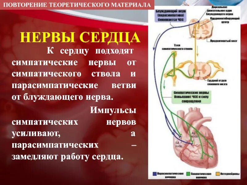 Симпатические волокна в сердце. Нервное сердце. Нерв ускоряющий. Вагус нерв схема. Анатомия нервных окончаний человека.