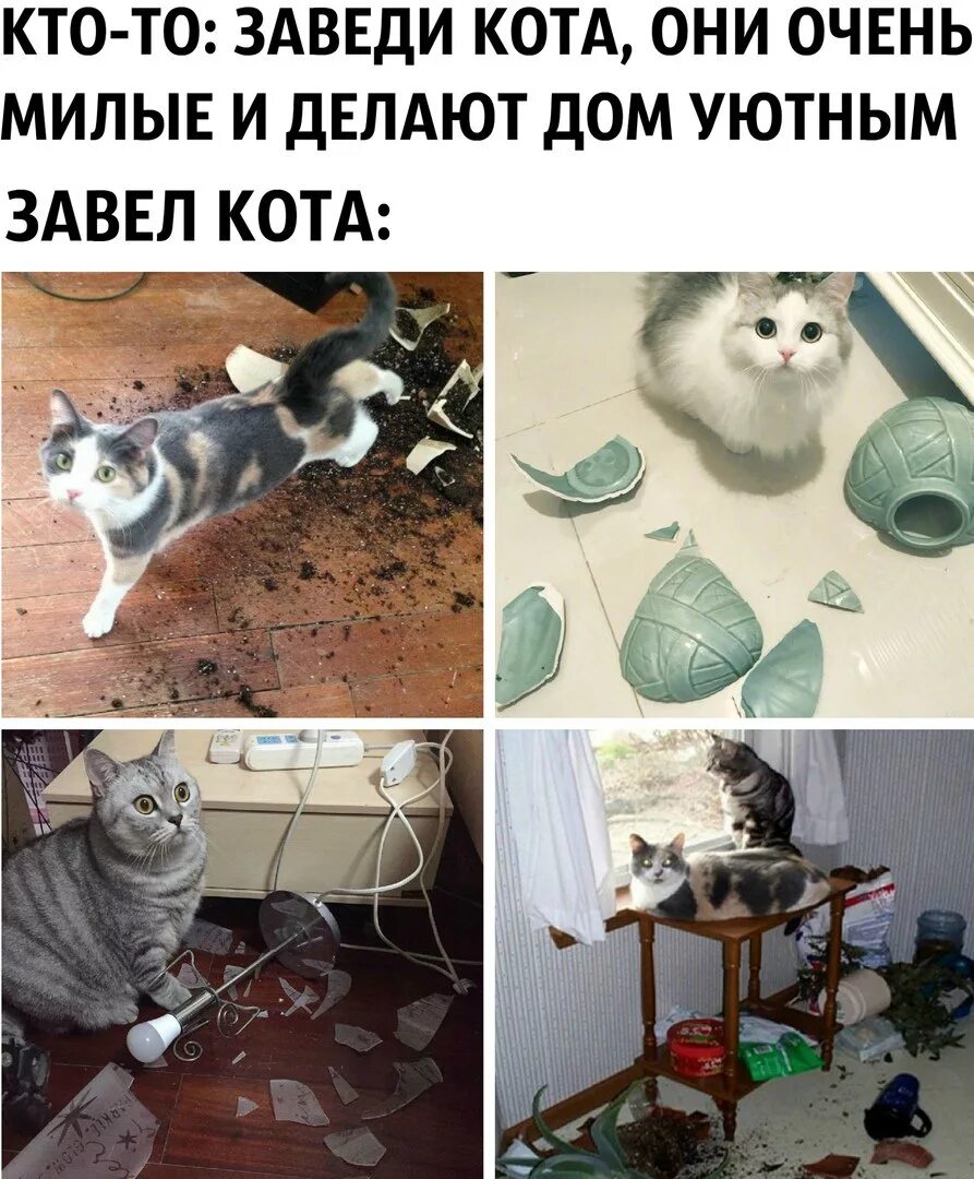 Завести кота. Заведите котика. Мемы с котиками. Посоветовали завести кота.