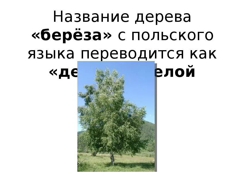 Название деревьев на чеченском языке. Как переводится деревьях. Имена деревьев на чеченском. Как назвать дерево имя. Березка перевод