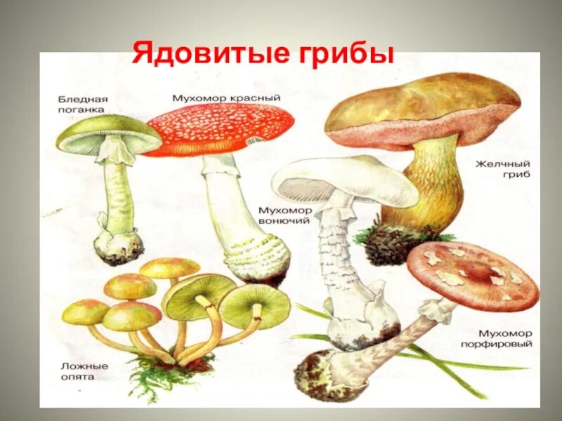 Несъедобные и ядовитые грибы. Съедобные грибы и несъедобные грибы 2 класс окружающий мир. Несъедобные грибы окружающий мир 2. Несъедобные грибы 2 класс окружающий мир. Тема опасные грибы