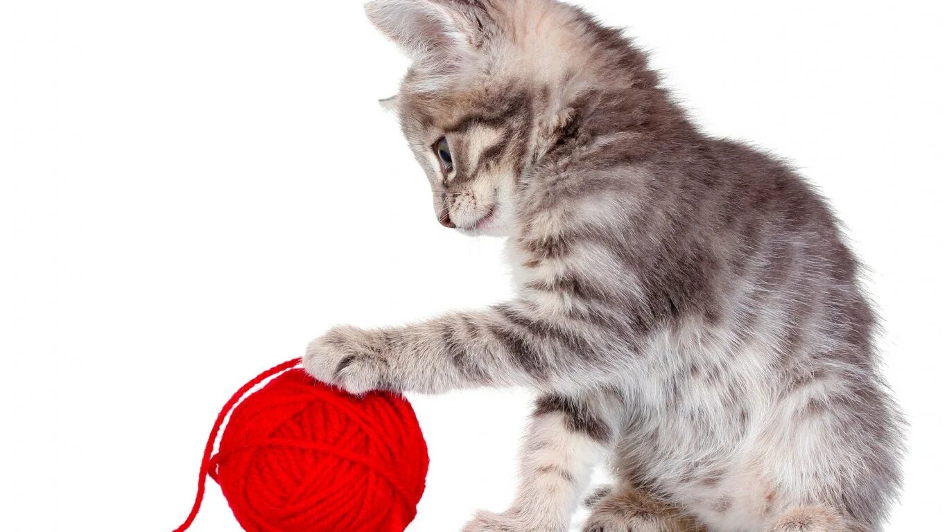 Котенок играющий с клубком. Котенок с мячиком. котёнок и клубок. кошка с клубком. котик с клубочками.
