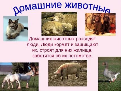 Проект 5 класс домашние животные