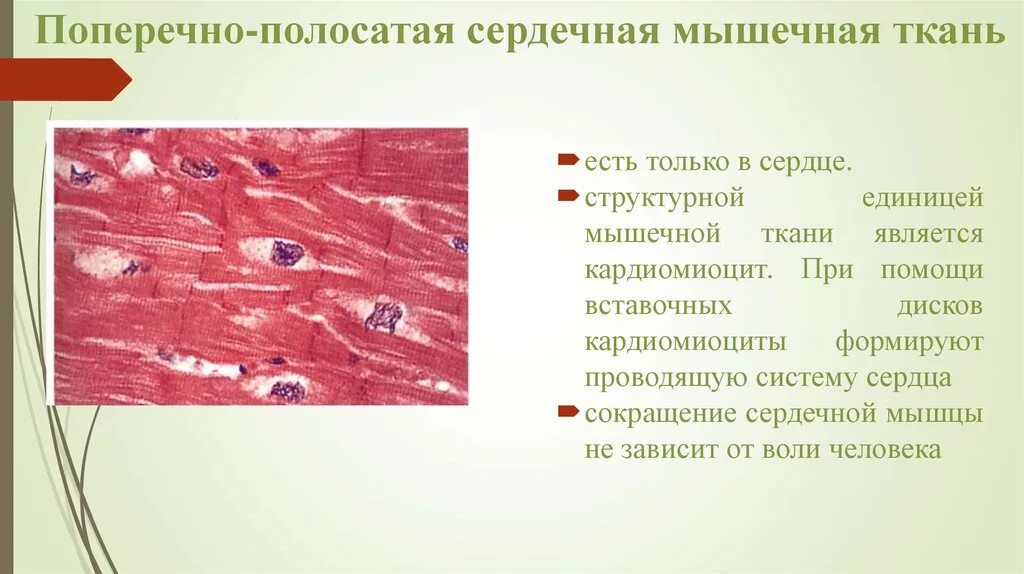 Клетка сердечной поперечно полосатой мышечной ткани. Поперечнополосатая сердечная мышечная ткань гистология препарат. Строение поперечно полосатой мышечной ткани гистология. Поперечно полосатая сердечная мышечная ткань особенности. Поперечно Скелетная мышечная ткань.