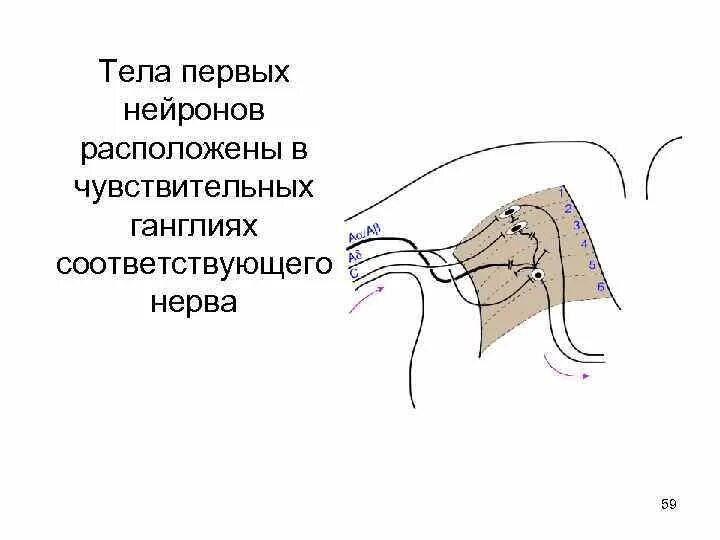 Тела чувствительных нейронов расположены в. Тела первых чувствительных нейронов находятся в. чувствительные нейроны расположены. тело первого чувствительного нейрона расположено. тела нейронов располагаются в ганглиях.