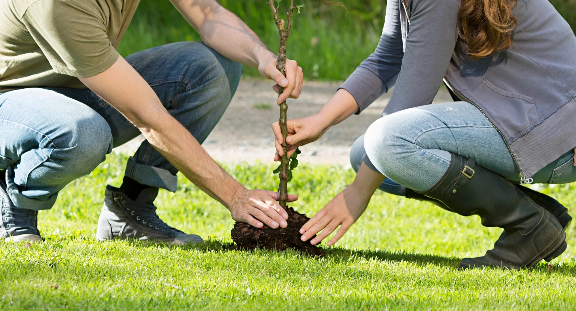 Planting plus. Высадка деревьев. Сажание деревьев. Сажать деревья. Высаживание деревьев.