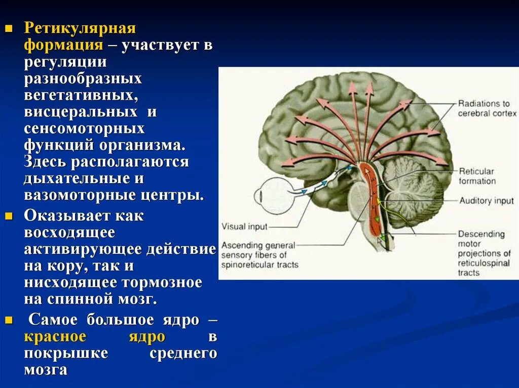Подкорковые поражения мозга. Ретикулярная формация заднего мозга. Ретикулярная формация мозгового ствола. Ретикулярная формация головного мозга анатомия. Участие в регуляции функций ретикулярной формации.