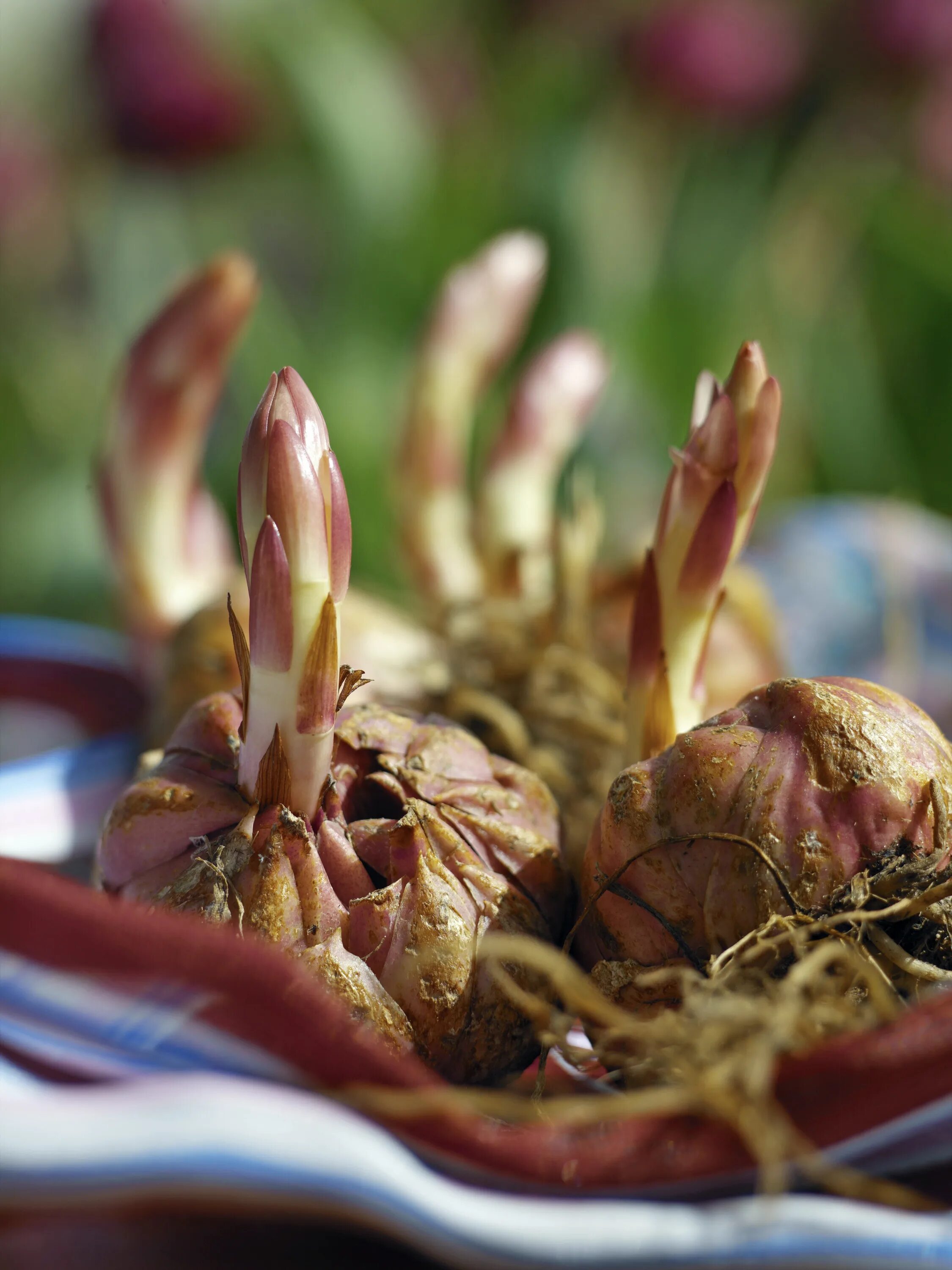 лилейные растения луковицы. луковицы амазонской лилии. лилейные растения луковицы. плоды однодольные семейство лилейные. клубнелуковичные лилейные.