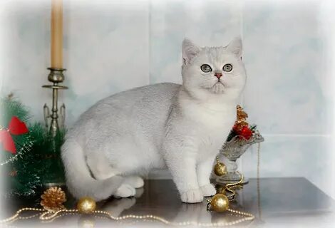Серебристо золотая шиншилла
