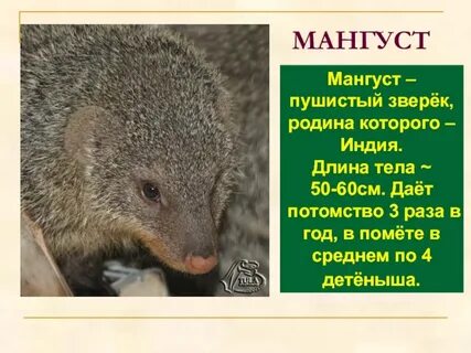 Определение слова мангуст в толковом словаре